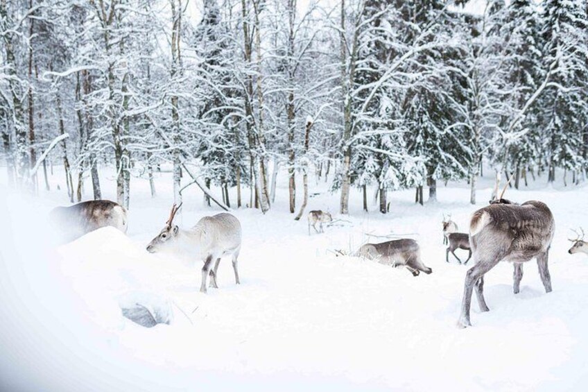 Half-Day Experience in Local reindeer farm in Lapland 4
