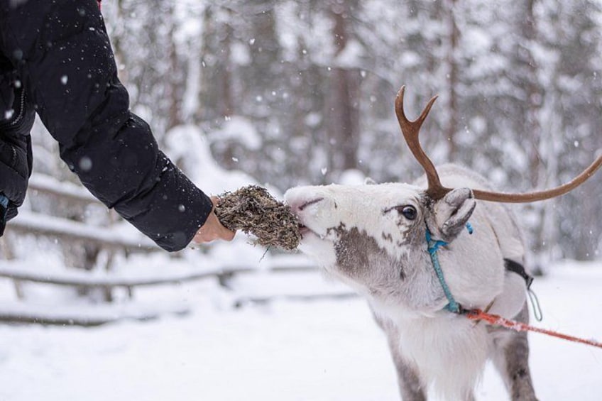 A reindeer being fed by a person in a snowy landscape. 2