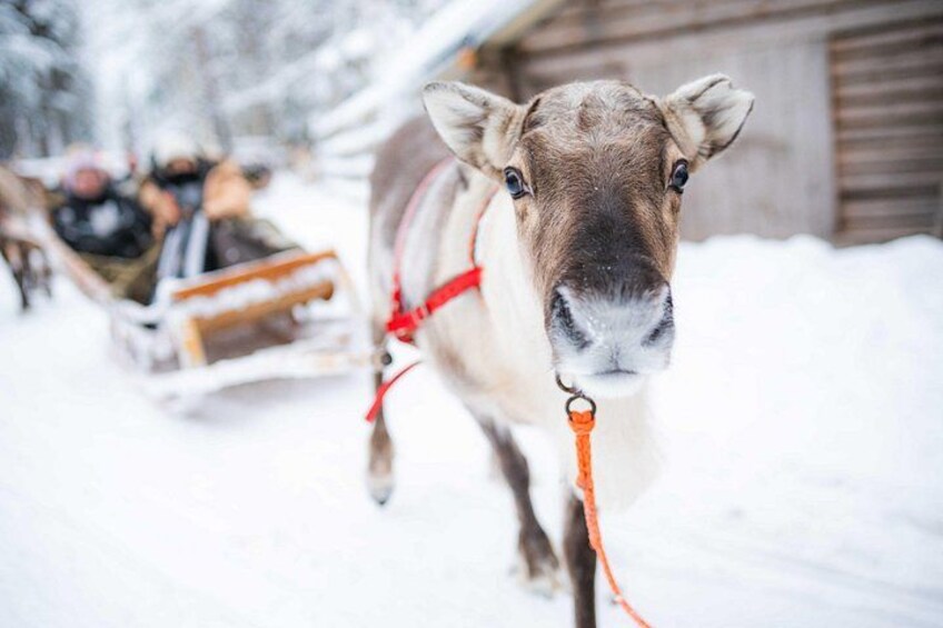 Half-Day Experience in Local reindeer farm in Lapland 3