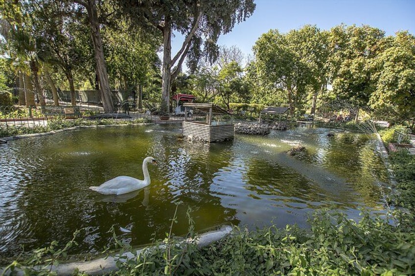 A white swan swimming in a pond surrounded by trees and a wooden structure. 5