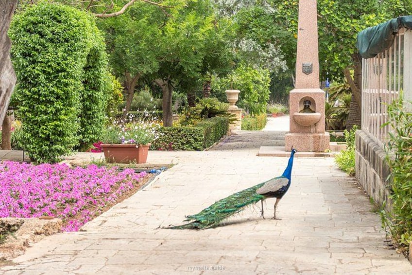 Mdina and Highlights of Malta Full Day Guided Tour Incl. Lunch and Transfers 4