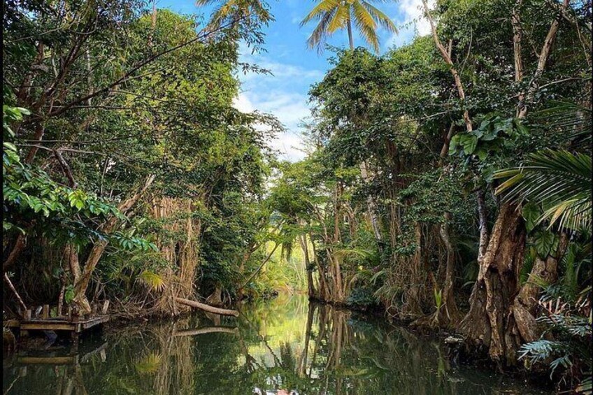 Dominica Indian River Discovery 4