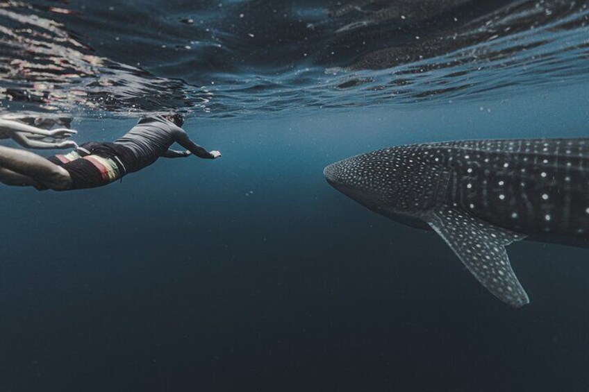 A person swimming underwater near a whale shark. 4