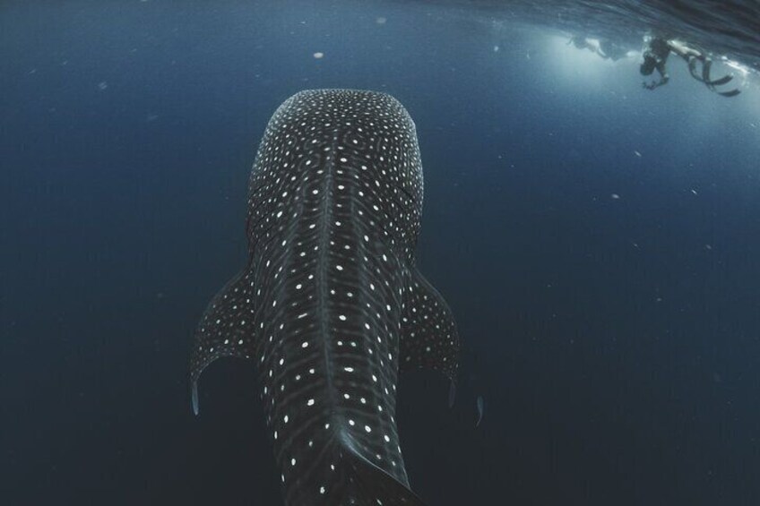 A whale shark swimming underwater. 5