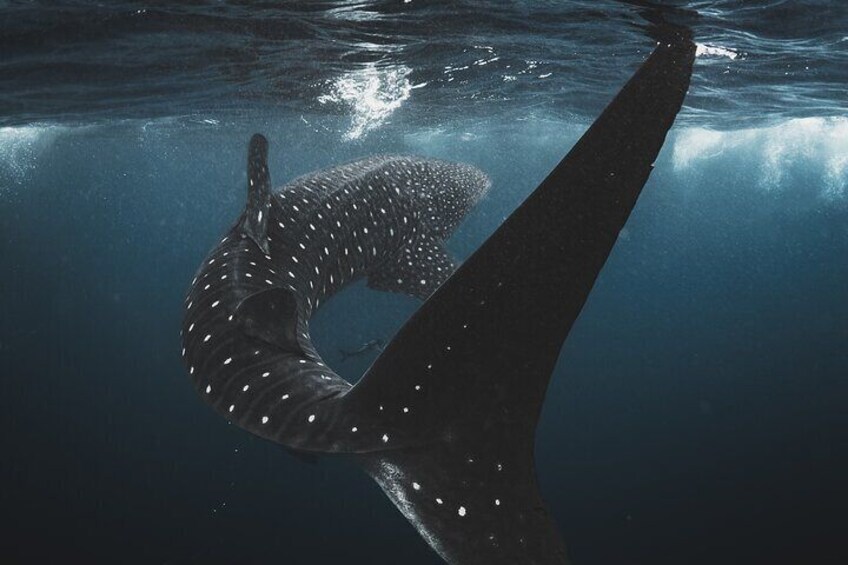A whale shark swimming in the ocean. 3