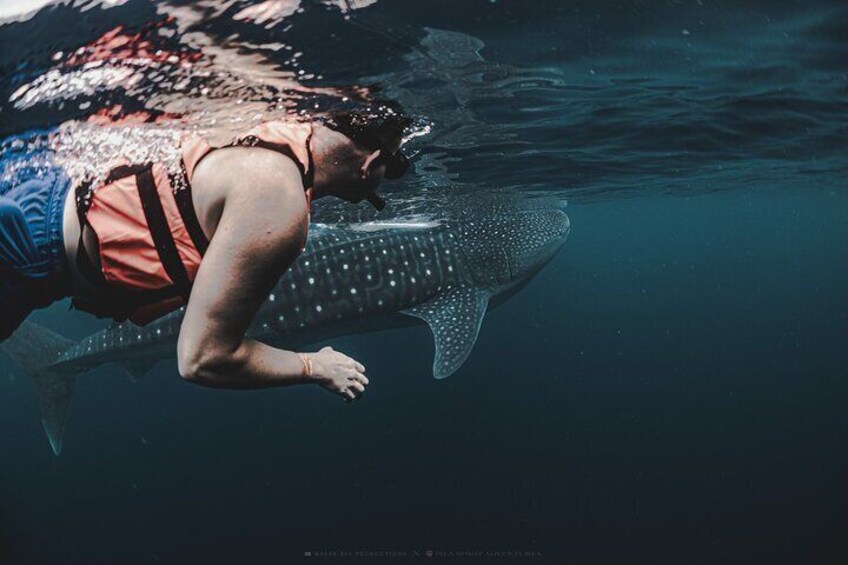 6 Hrs Whale Shark Private Watching Activity in Isla Mujeres 1