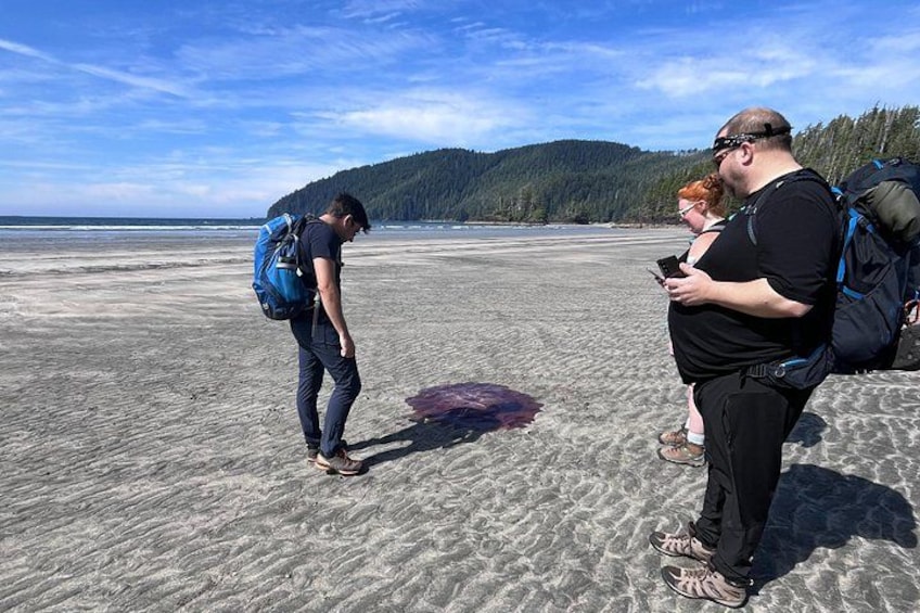 Ein Strand mit Personen, einem blauen Rucksack und einem violetten Gegenstand im Sand. 2