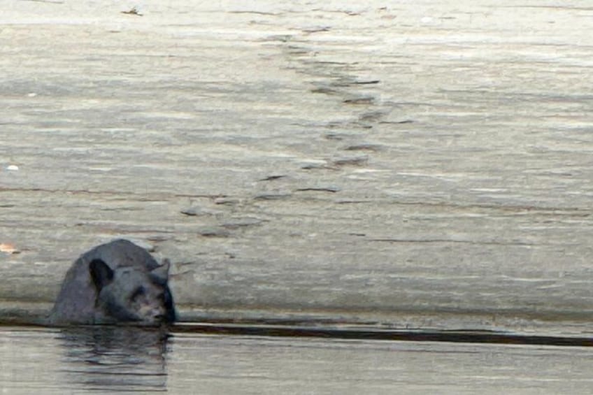 A large animal partially submerged in water, with a wooden surface in the background. 2