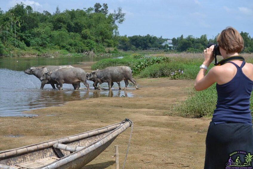A person taking a photo of water buffaloes near a riverbank. 3