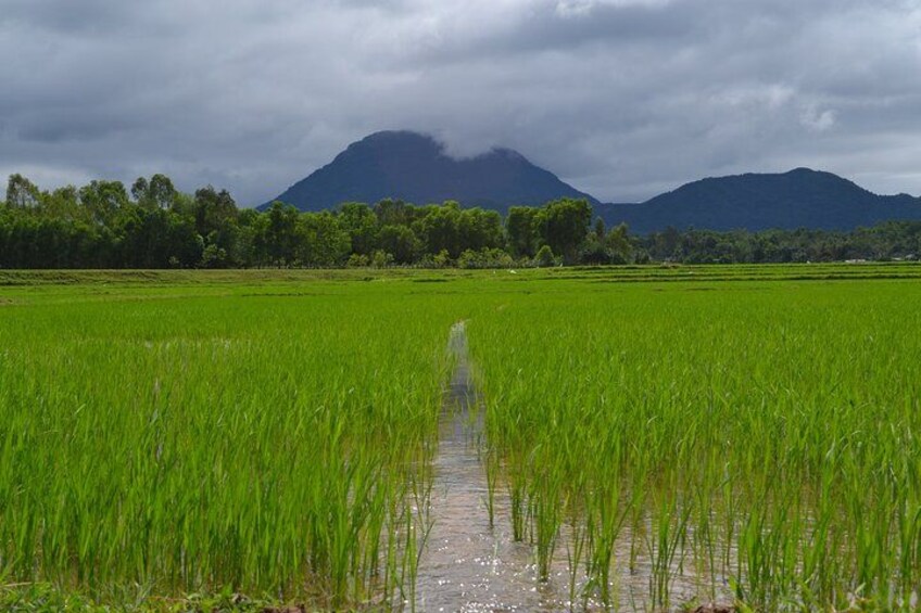 A flooded rice field with a mountain in the background. 3