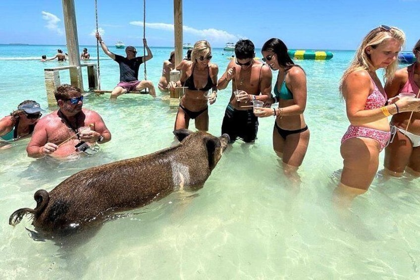 Rose Island Swimming with the Pigs Lunch and Private Beach 2