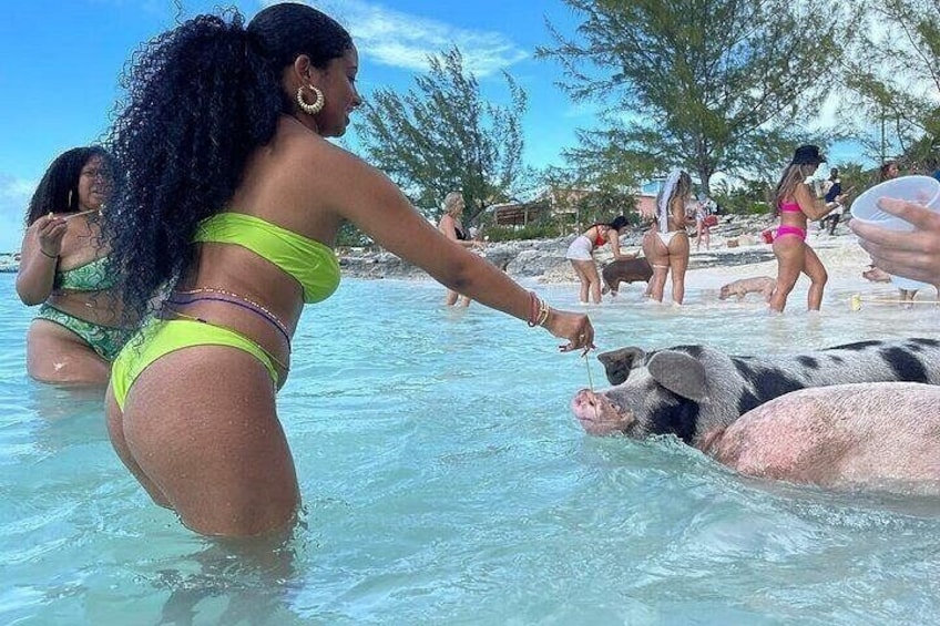 Rose Island Swimming with the Pigs Lunch and Private Beach 5