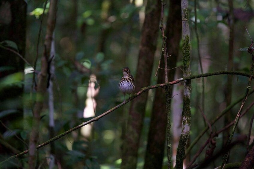 Uvita Bird Watching Oro Verde 2