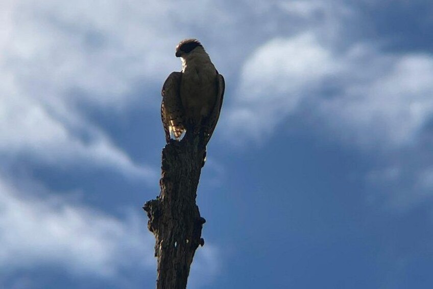 Uvita Bird Watching Oro Verde 2