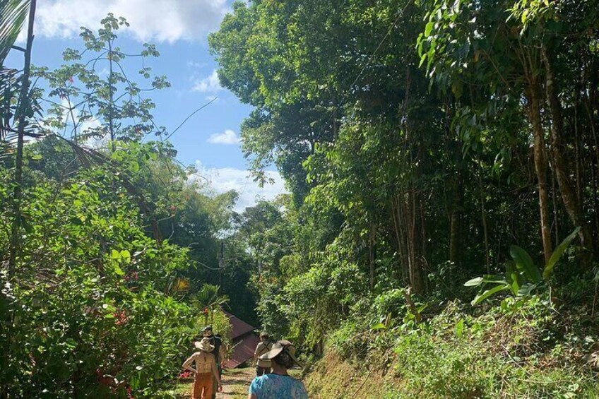 Uvita Bird Watching Oro Verde