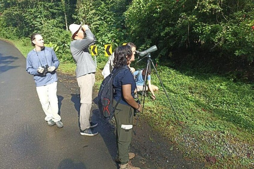 Uvita Bird Watching Oro Verde 3