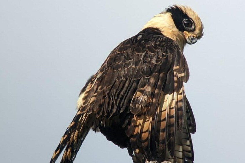 Uvita Bird Watching Oro Verde 1