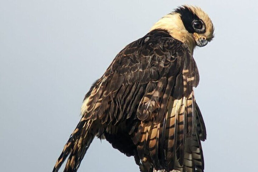 Uvita Bird Watching Oro Verde