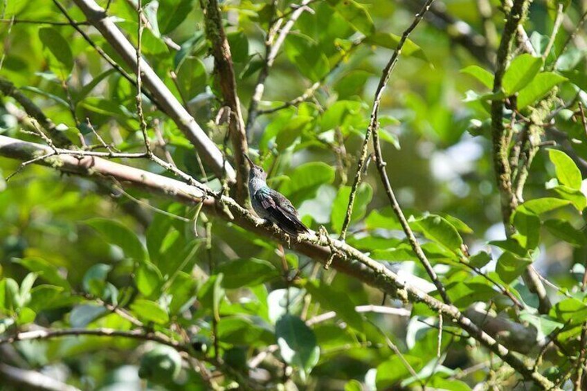 Uvita Bird Watching Oro Verde