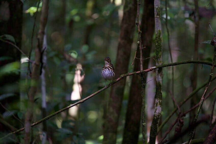 Uvita Bird Watching Oro Verde