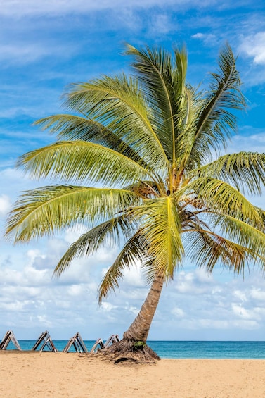 A palm tree on a sandy beach with the ocean in the background. 3