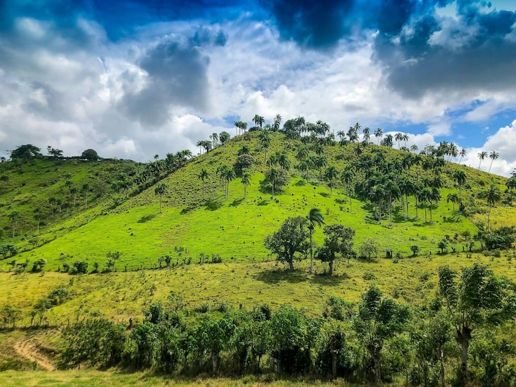 A lush green hillside with scattered palm trees under a partly cloudy sky. 4