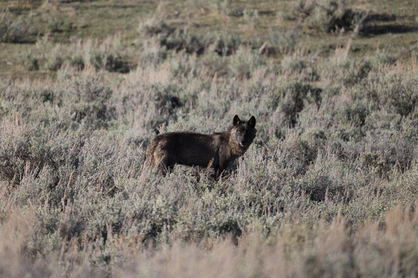A wild dog in a grassy field. 2