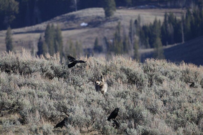 A landscape with a bird in flight, a standing bird, and a small mammal on the ground. 3