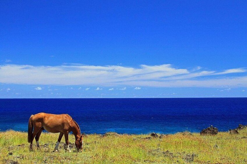 3 Hours Terevaka Horseback Private Guided Riding Tour 2