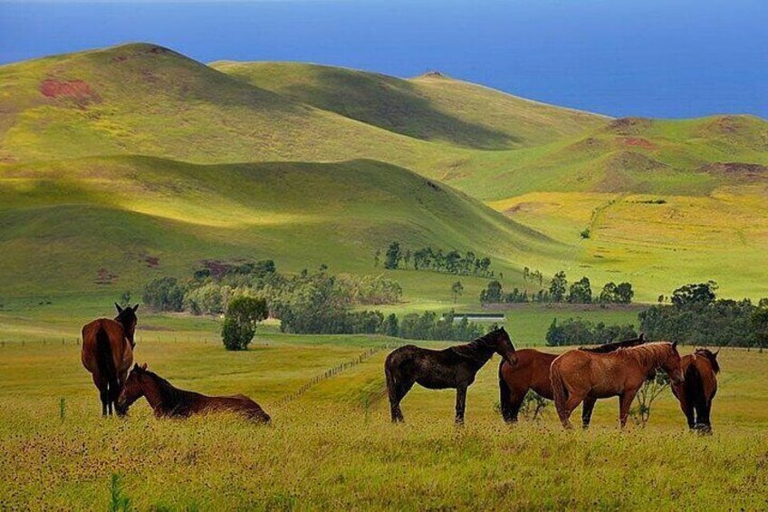 3-Hour Terevaka Horseback Private Guided Riding Tour