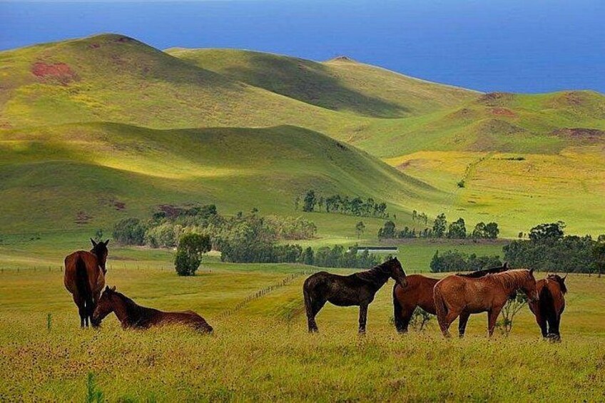 3 Hours Terevaka Horseback Private Guided Riding Tour 3