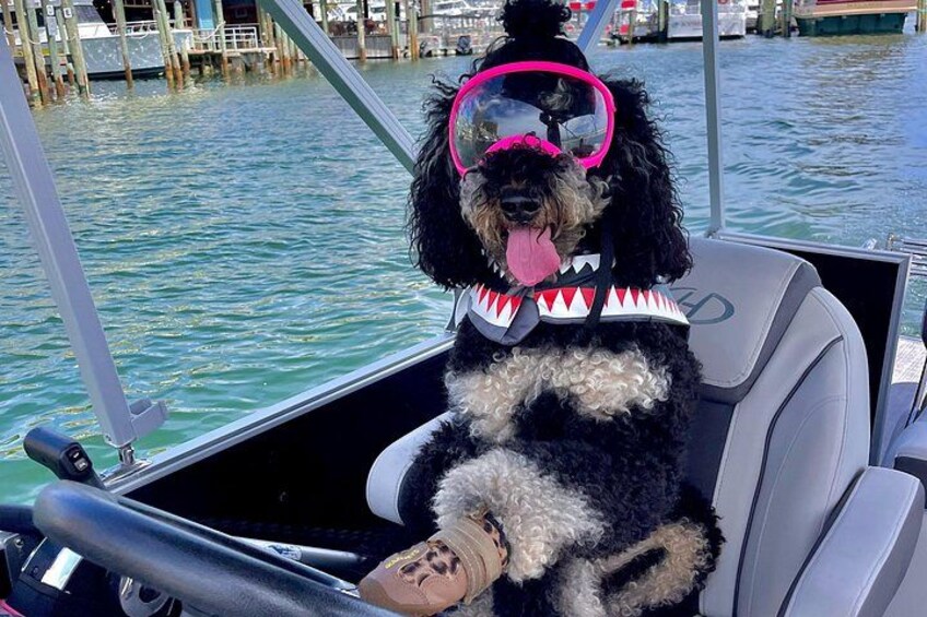 Private Chartered Luxury Pontoon Boat in Destin Up to 6 Guests 5