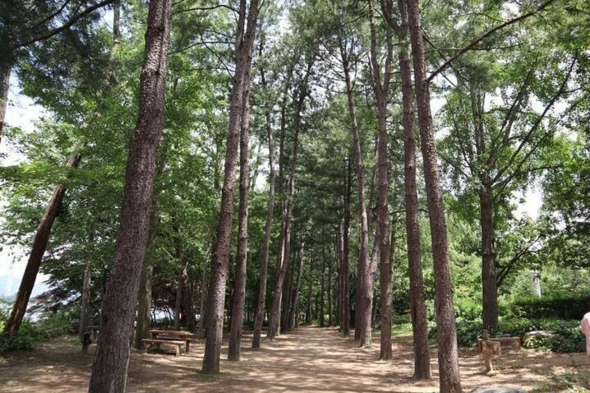 Un bosque con árboles altos y un sendero de tierra. 5
