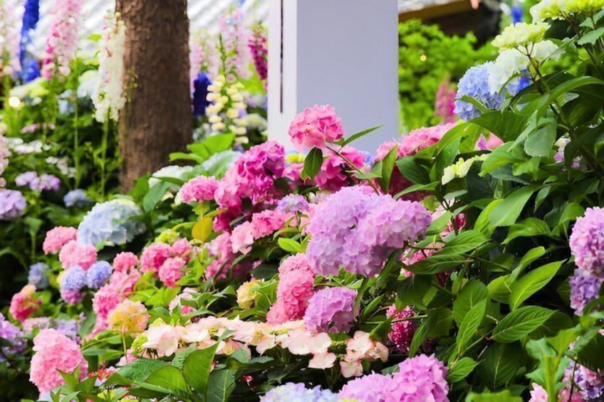 Nami Island, Petite France and Garden of Morning tour from Seoul 4