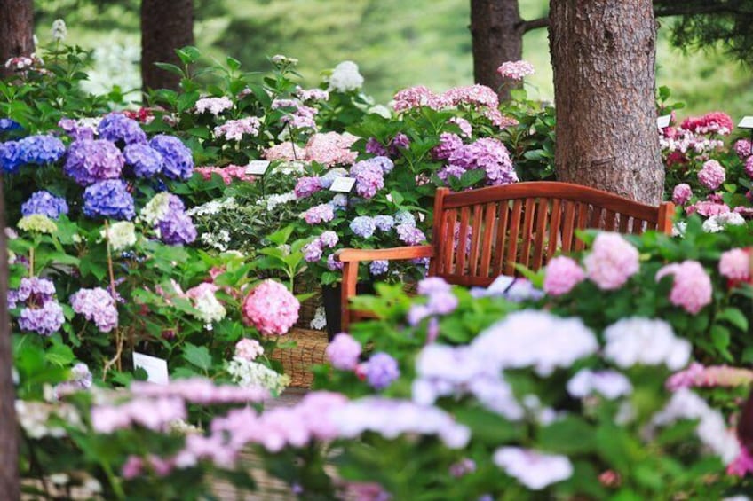A wooden bench surrounded by hydrangea flowers in various colors. 5