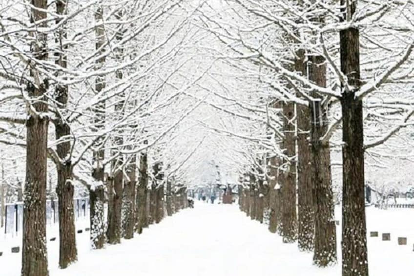 A snow-covered tree-lined pathway. 5