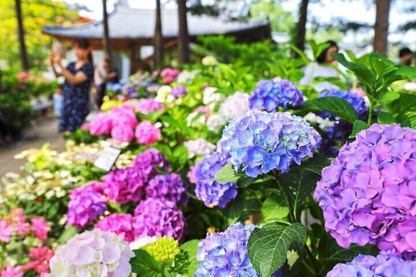 A garden with hydrangea flowers in various colors. 3