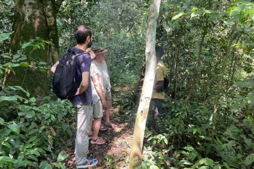 A group of people hiking in a dense forest. 3