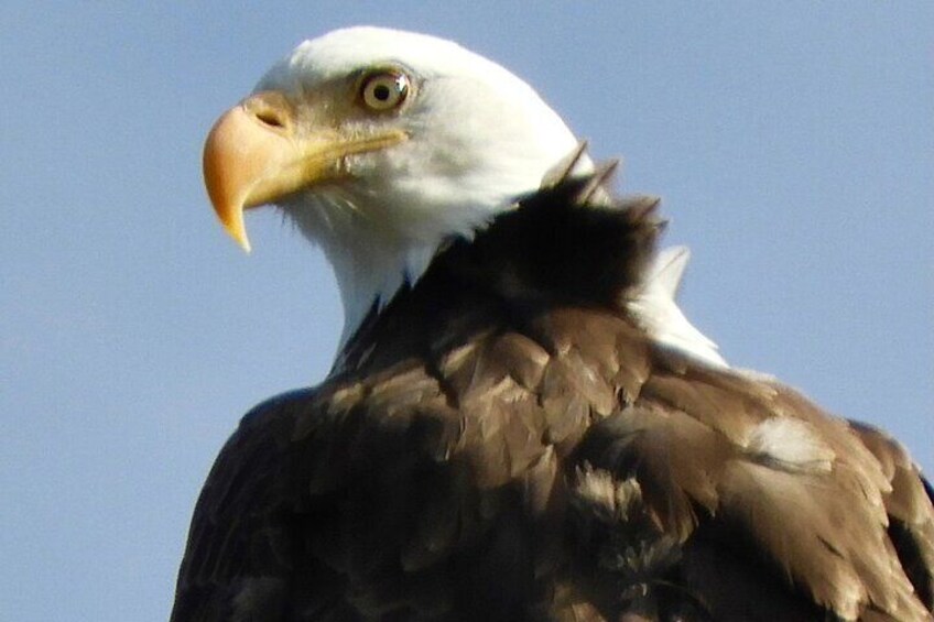 Colorado's Birds of Prey Full-Day Private Watching with Lunch