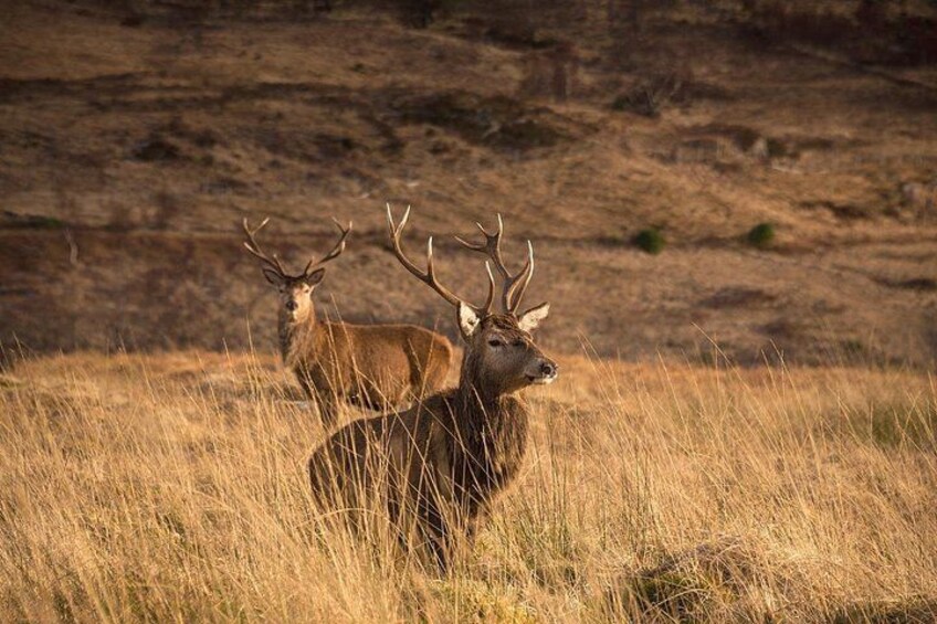 Stags 2
