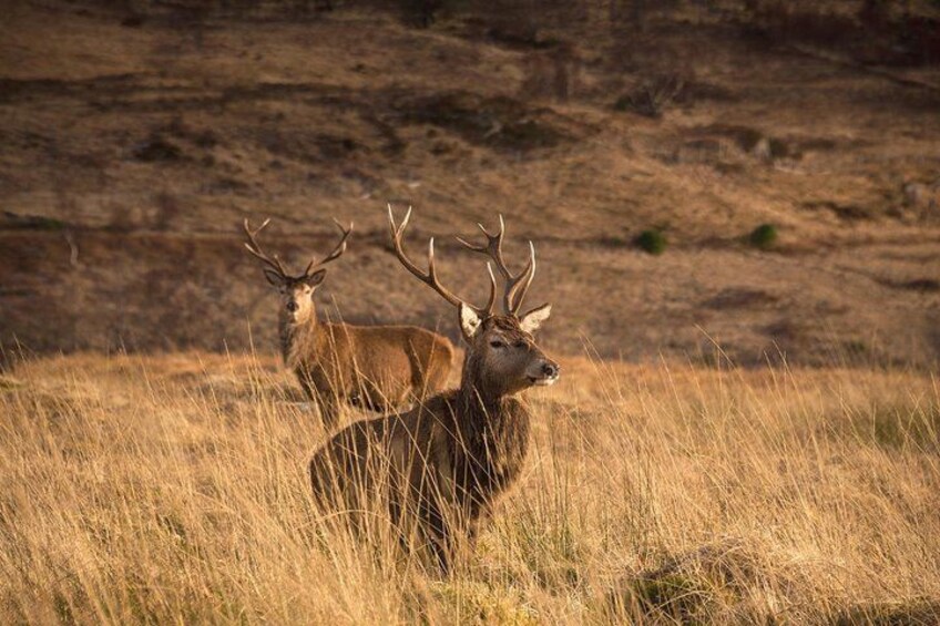 Stags 2