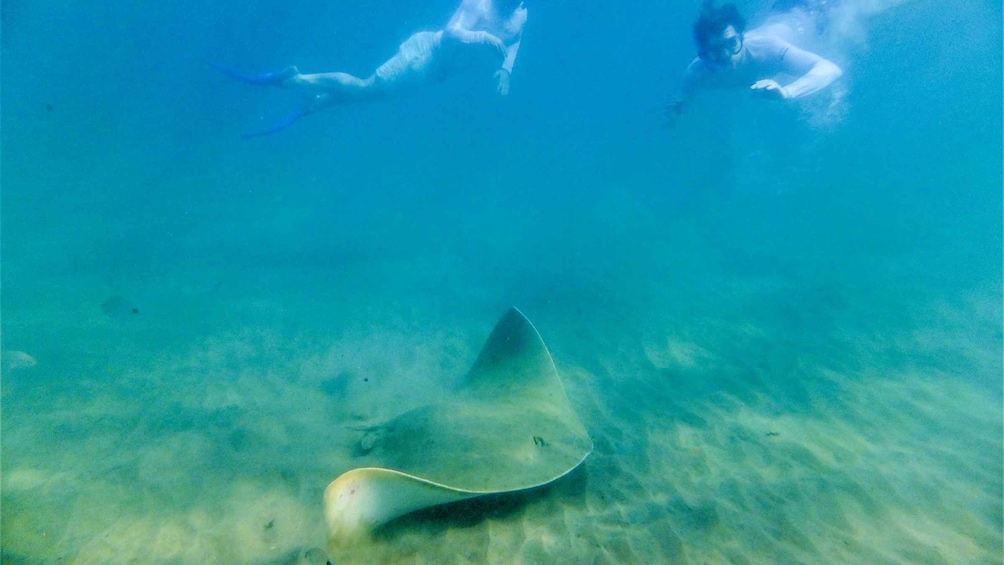 Zwei Taucher schwimmen unter Wasser mit einem Rochen am Meeresgrund. 2