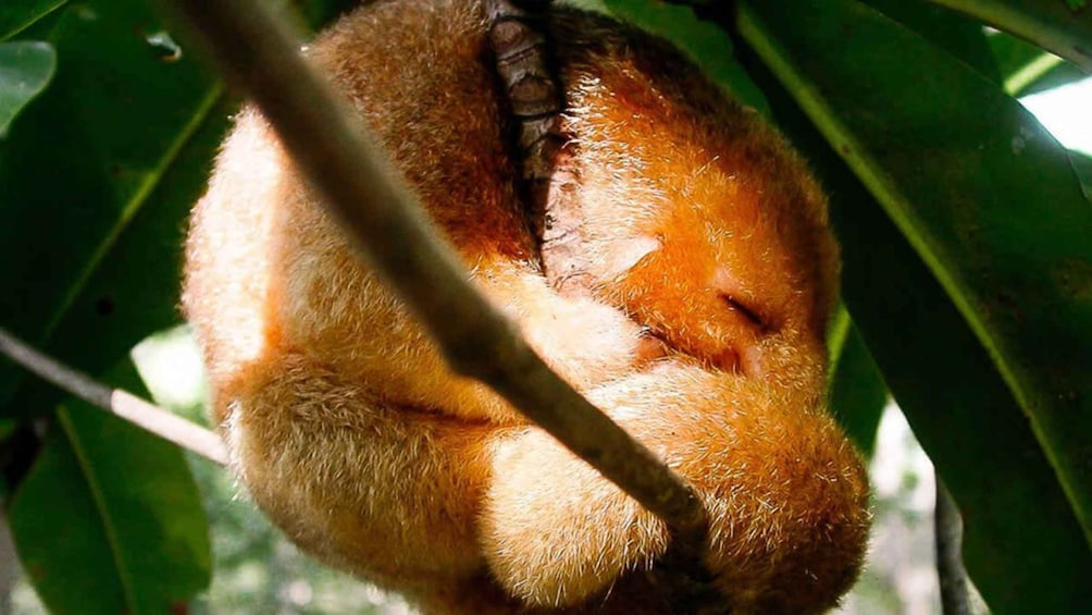 Un animal dormido, con pelaje marrón y blanco, acurrucado entre hojas verdes. 5