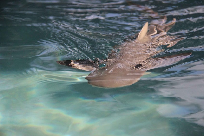 Picture 1 for Activity Saint Thomas: Shark Encounter at Coral World Ocean Park 5