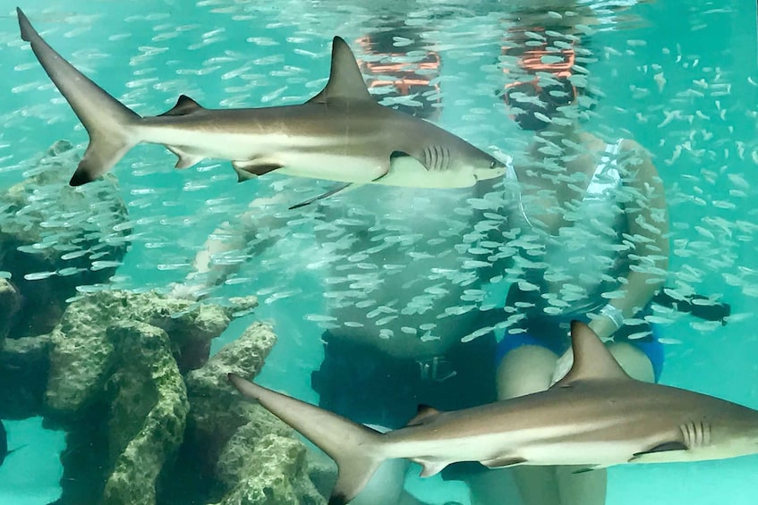 Picture 5 for Activity Saint Thomas: Shark Encounter at Coral World Ocean Park 2