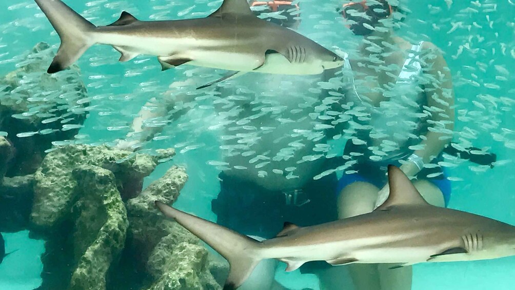 Picture 5 for Activity Saint Thomas: Shark Encounter at Coral World Ocean Park 2