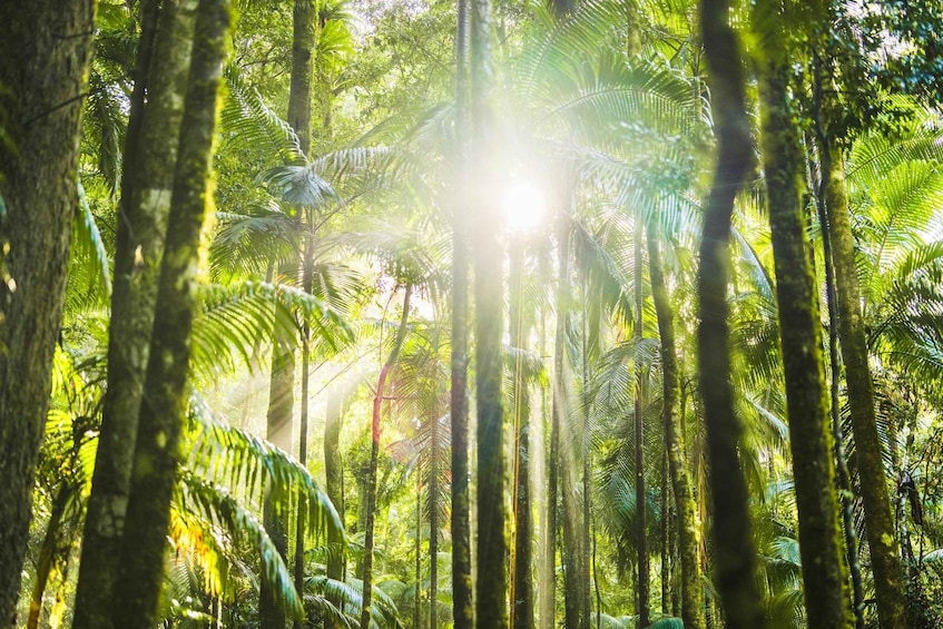 Picture 3 for Activity Byron Bay: Glowworms, Waterfalls & Rainforest Experience 3