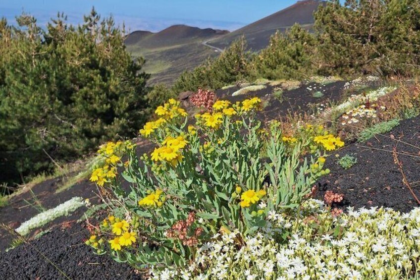 private tour of etna with wine tasting and lunch in the cellar 2