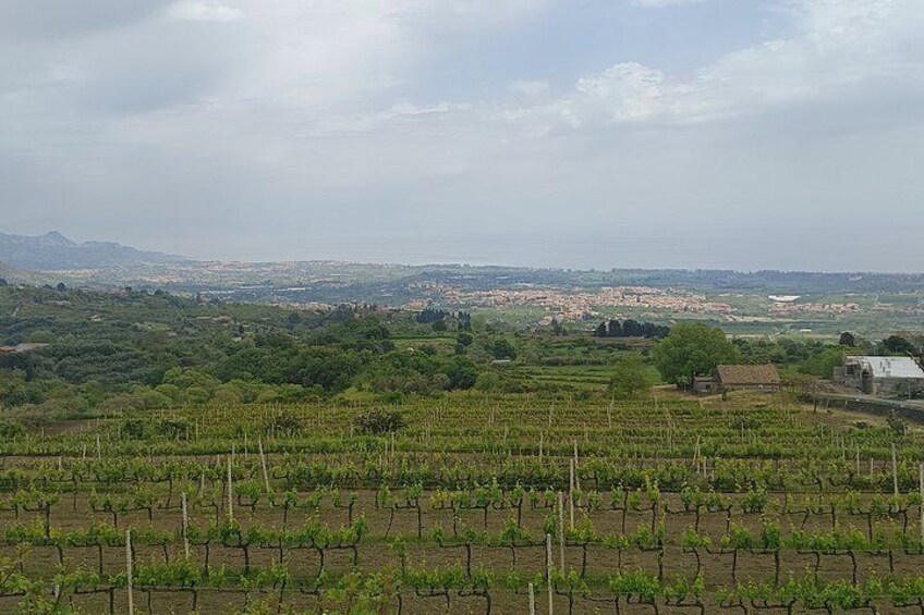 A vineyard with rows of grapevines, a small building, and a distant town. 3