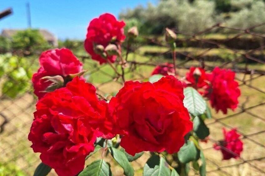 Rose rosse in piena fioritura con una recinzione e vegetazione sullo sfondo. 5